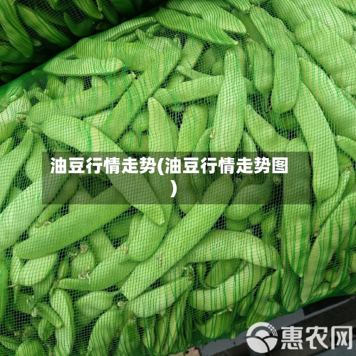 油豆行情走势(油豆行情走势图)
