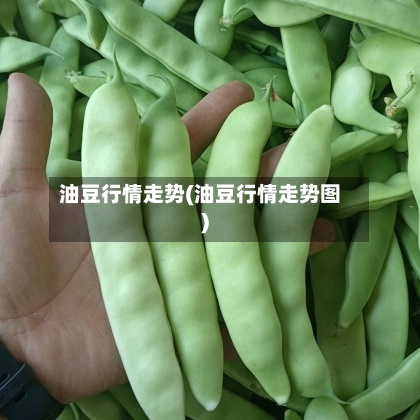 油豆行情走势(油豆行情走势图)-第3张图片