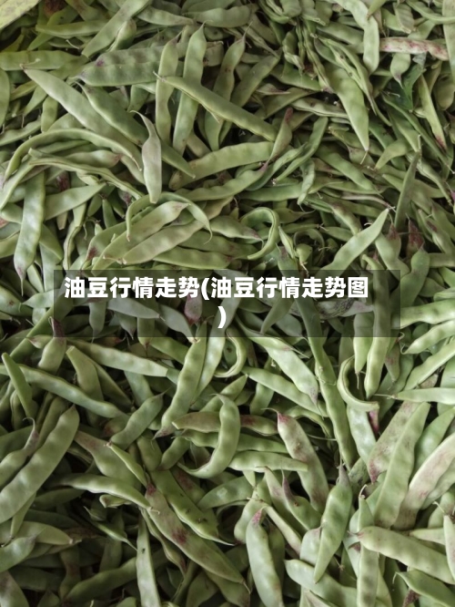 油豆行情走势(油豆行情走势图)-第2张图片