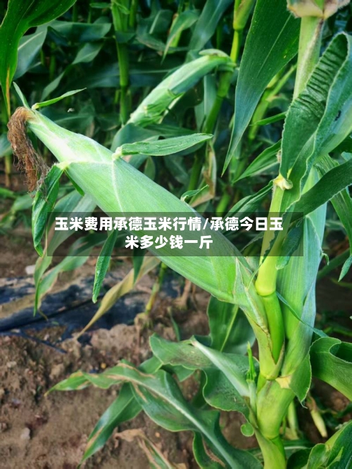 玉米费用承德玉米行情/承德今日玉米多少钱一斤-第2张图片
