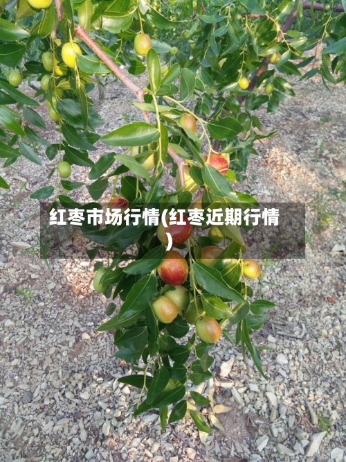 红枣市场行情(红枣近期行情)-第1张图片