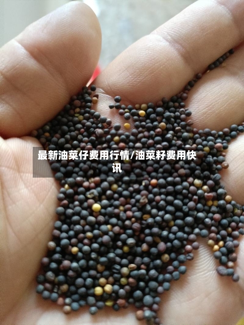 最新油菜仔费用行情/油菜籽费用快讯
