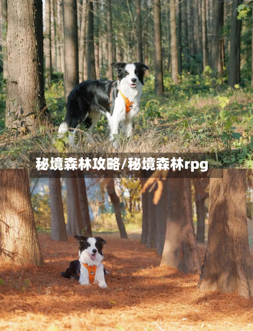 秘境森林攻略/秘境森林rpg-第2张图片