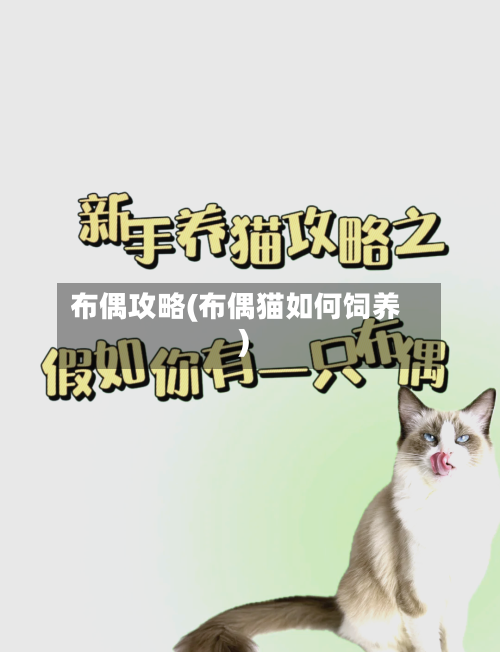 布偶攻略(布偶猫如何饲养)