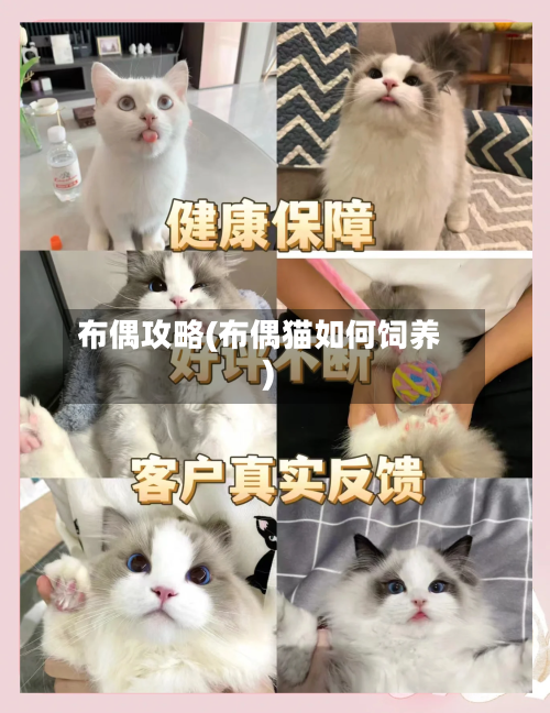 布偶攻略(布偶猫如何饲养)-第2张图片