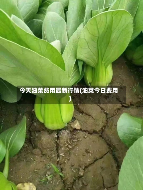 今天油菜费用最新行情(油菜今日费用)-第2张图片