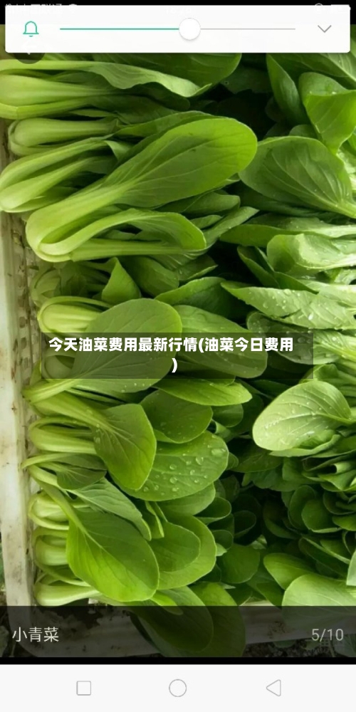 今天油菜费用最新行情(油菜今日费用)-第3张图片