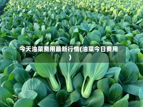 今天油菜费用最新行情(油菜今日费用)
