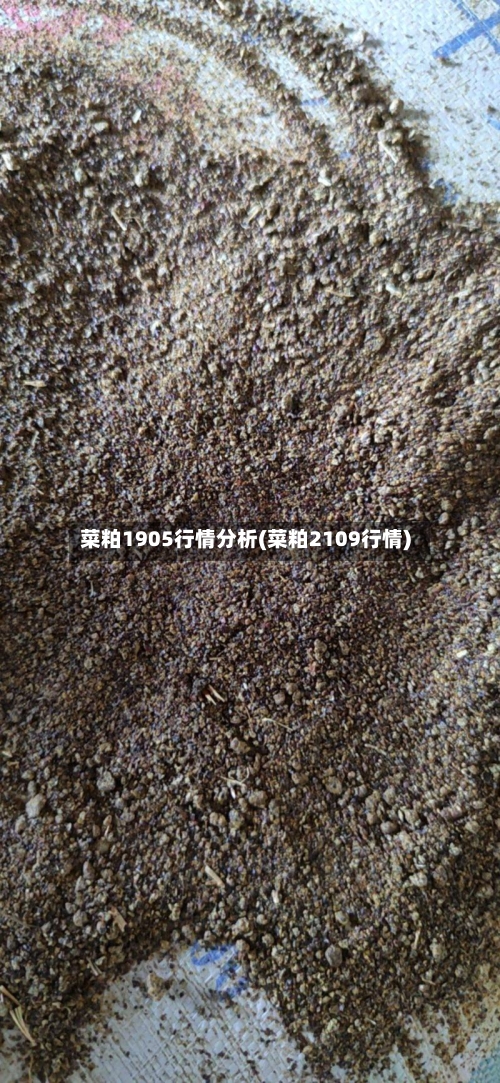 菜粕1905行情分析(菜粕2109行情)-第2张图片