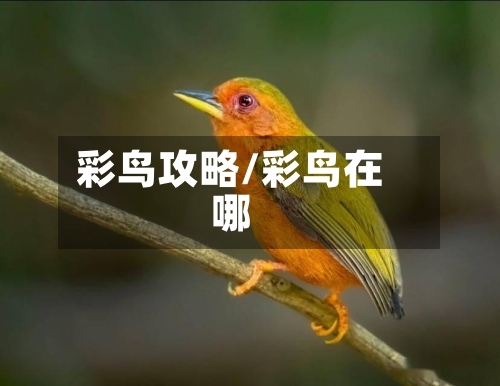 彩鸟攻略/彩鸟在哪