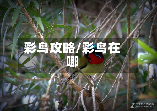彩鸟攻略/彩鸟在哪-第3张图片