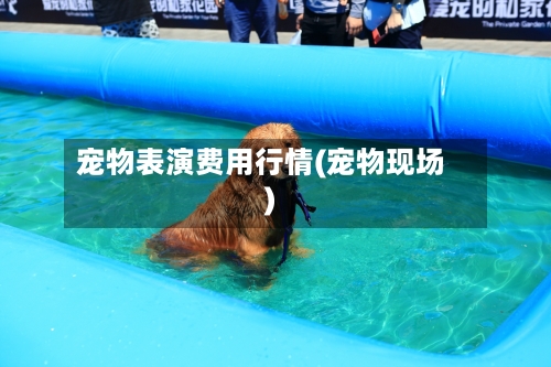 宠物表演费用行情(宠物现场)-第3张图片