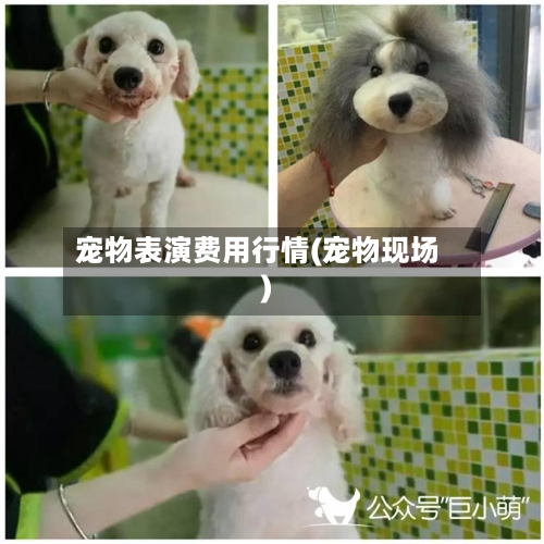 宠物表演费用行情(宠物现场)