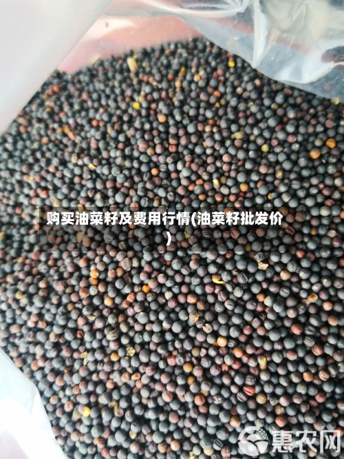 购买油菜籽及费用行情(油菜籽批发价)