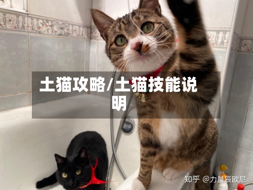 土猫攻略/土猫技能说明