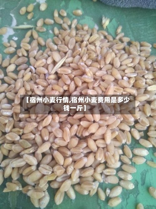 【宿州小麦行情,宿州小麦费用是多少钱一斤】-第1张图片