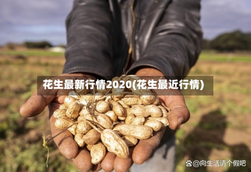 花生最新行情2020(花生最近行情)