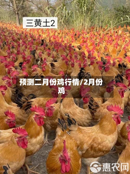 预测二月份鸡行情/2月份鸡