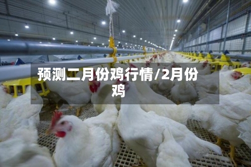 预测二月份鸡行情/2月份鸡-第3张图片