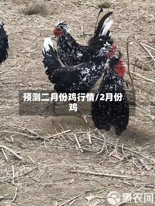 预测二月份鸡行情/2月份鸡-第2张图片
