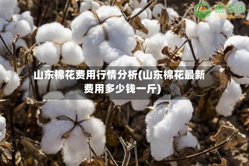 山东棉花费用行情分析(山东棉花最新费用多少钱一斤)