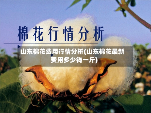 山东棉花费用行情分析(山东棉花最新费用多少钱一斤)-第2张图片