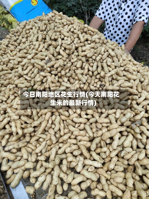 今日南阳地区花生行情(今天南阳花生米的最新行情)