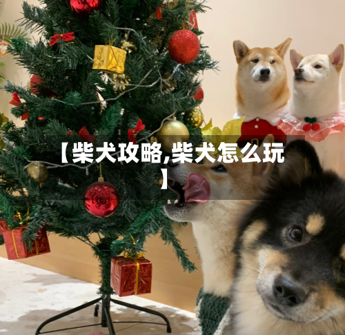 【柴犬攻略,柴犬怎么玩】