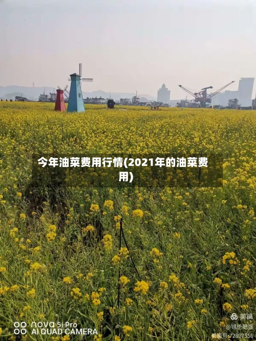 今年油菜费用行情(2021年的油菜费用)-第3张图片