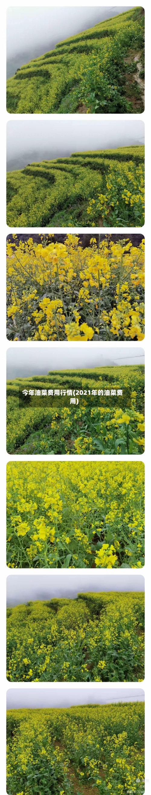 今年油菜费用行情(2021年的油菜费用)