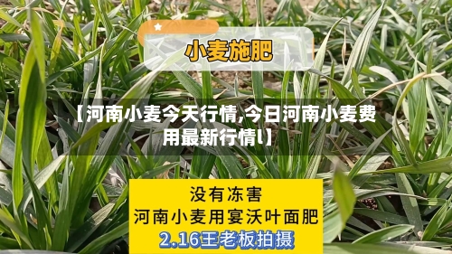 【河南小麦今天行情,今日河南小麦费用最新行情l】