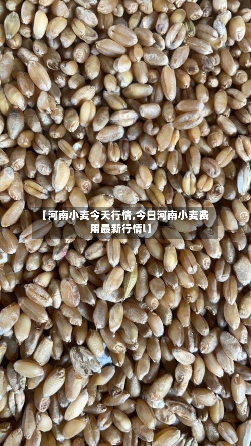 【河南小麦今天行情,今日河南小麦费用最新行情l】-第3张图片