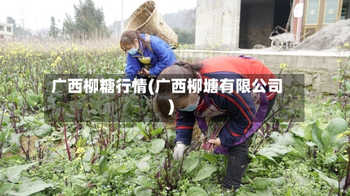 广西柳糖行情(广西柳塘有限公司)