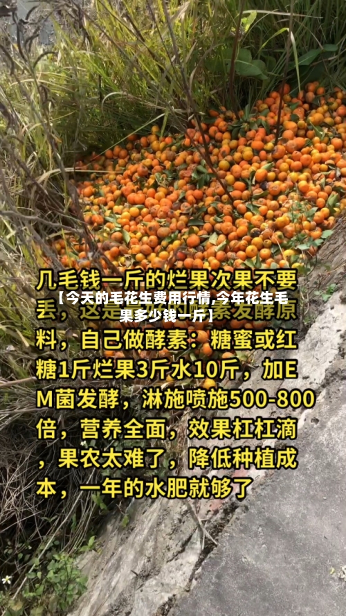 【今天的毛花生费用行情,今年花生毛果多少钱一斤】-第2张图片