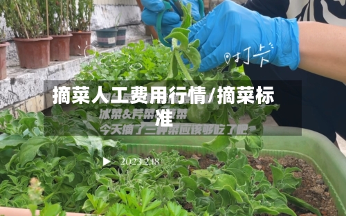 摘菜人工费用行情/摘菜标准-第2张图片