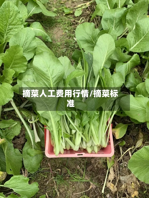摘菜人工费用行情/摘菜标准