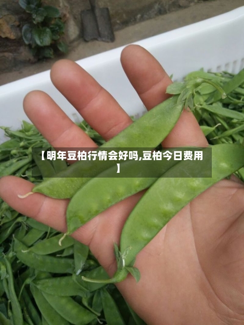 【明年豆柏行情会好吗,豆柏今日费用】