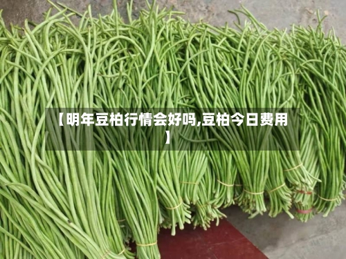 【明年豆柏行情会好吗,豆柏今日费用】-第2张图片