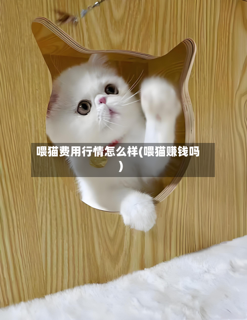 喂猫费用行情怎么样(喂猫赚钱吗)-第3张图片
