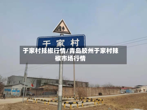 于家村辣椒行情/青岛胶州于家村辣椒市场行情