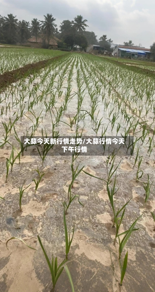大蒜今天新行情走势/大蒜行情今天下午行情