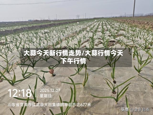 大蒜今天新行情走势/大蒜行情今天下午行情-第3张图片