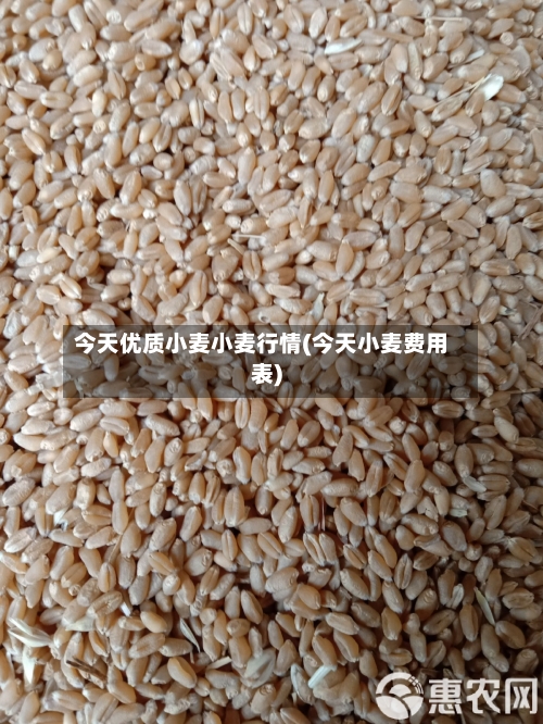 今天优质小麦小麦行情(今天小麦费用表)