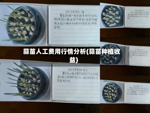 蒜苗人工费用行情分析(蒜苗种植收益)