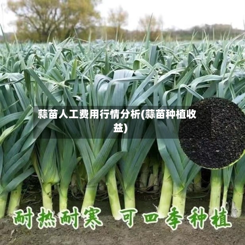蒜苗人工费用行情分析(蒜苗种植收益)-第2张图片