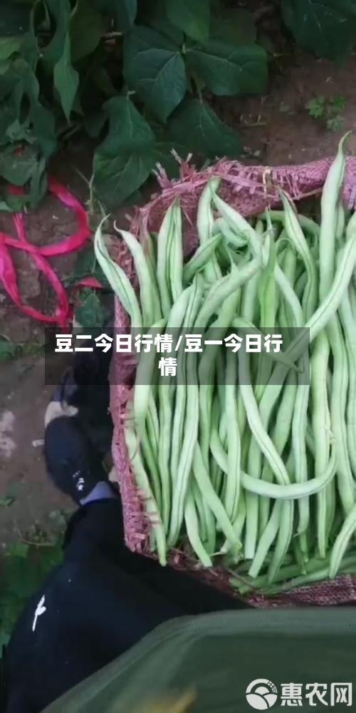 豆二今日行情/豆一今日行情-第1张图片
