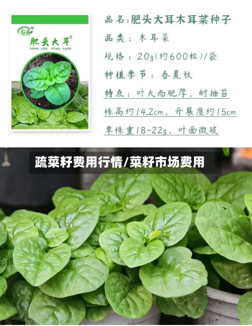 疏菜籽费用行情/菜籽市场费用
