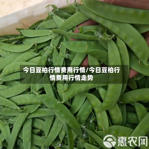 今日豆柏行情费用行情/今日豆柏行情费用行情走势-第2张图片