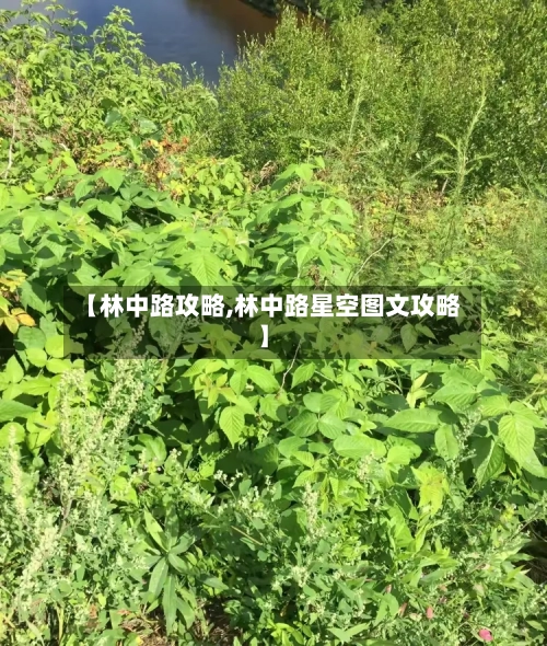 【林中路攻略,林中路星空图文攻略】-第1张图片