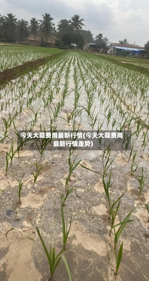 今天大蒜费用最新行情(今天大蒜费用最新行情走势)-第2张图片
